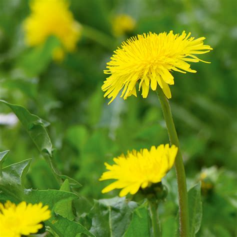 Löwenzahn hat sogenannte pfahlwurzeln, die sehr tief reichen können. Löwenzahn - Schweizer Garten