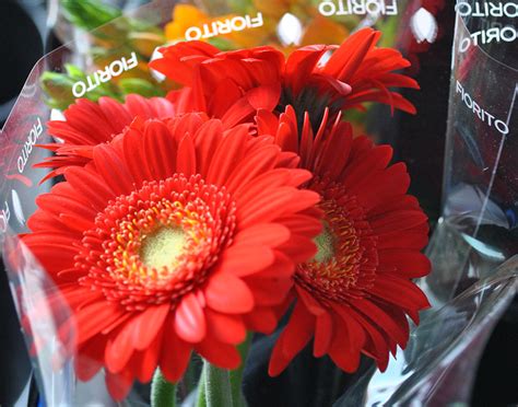 Please follow and like us i fiori con la loro bellezza hanno da sempre scandito il passare delle stagioni e con i loro colori e profumi. Fiori recisi e al mazzo - Fiorito