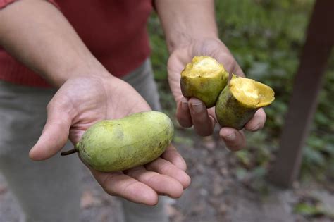 Pawpaws Where To Find This Unusual Fruit In Lancaster County And How
