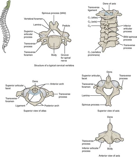 The Vertebral Column Anatomy And Physiology