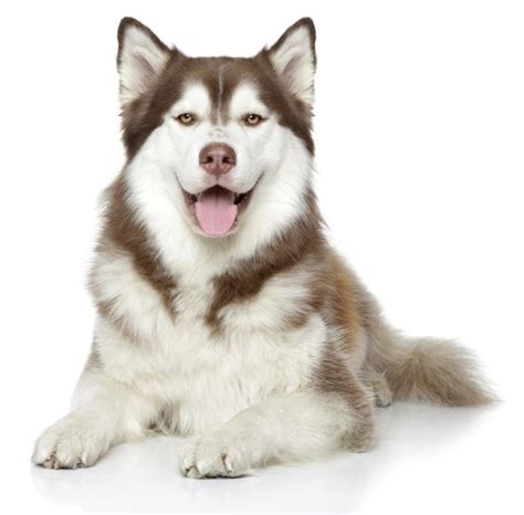 Boxer And Siberian Husky Mix Dog Breed Information
