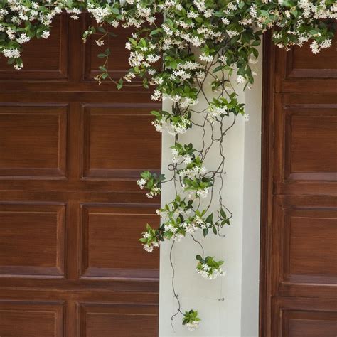 But this climbing plant can also be kept in. Star Jasmine | Trellis plants, Star jasmine, Climber plants