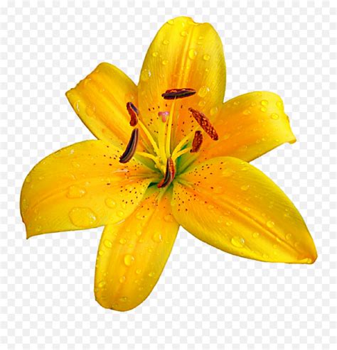 Lilium Bulbiferum Easter Lily Flower Clip Art Lilium Orange Lily Png