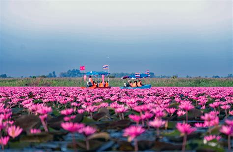 Een Zee Van Rode Lotussen In Udon Thani Thailandblog Udon Thani