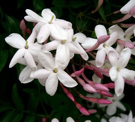 Pink Jasmine Plant Jasminum Polyanthum Fragrant 25 Pot Live