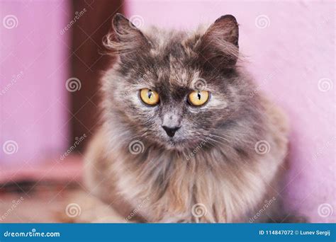 Very Serious Cat Stock Photo Image Of Sinister Perennial 114847072