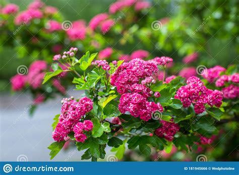 Flowering Spring Tree With Small Pink Flowers Stock Photo Image Of