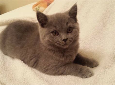 The price of british shorthairs depends on many factors: British Shorthair kittens | in Camden, London | Gumtree