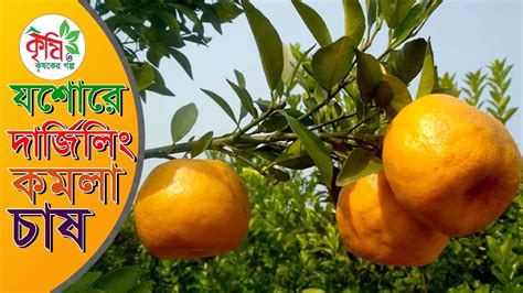দার্জিলিং কমলা চাষে সাফল্য Orange Farming Youtube
