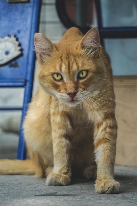 The personality of a tabby cat is greatly influenced by how early they were socialized and other factors. Orange Tabby Cat Stock Images - Download 16,727 Royalty ...