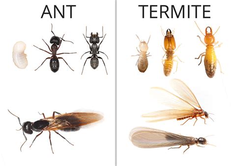 how to know if you have a termite problem pest control recommend my