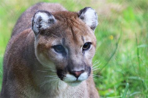 Man Charged After Cougar Harassed With A Slingshot In Banff National