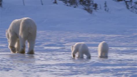 A Pair Of Polar Bear Cubs Walking In The Arctic With Their Mother