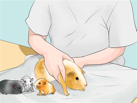 How To Breed Standard Guinea Pigs With Pictures Wikihow