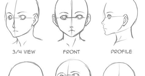 Somniare Lilium Head Proportions And All You Need To Know To Draw A