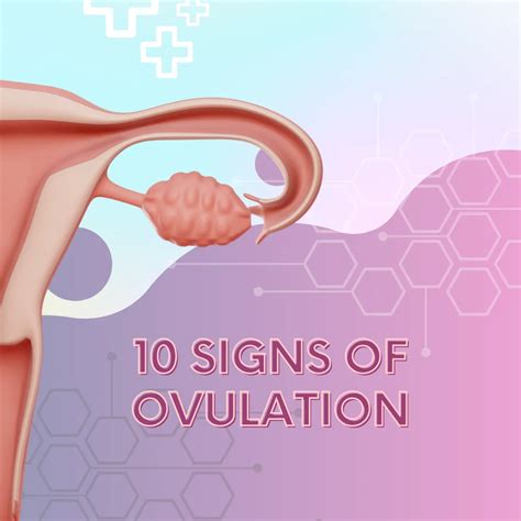 10 Signs Of Ovulation Noodle Soup
