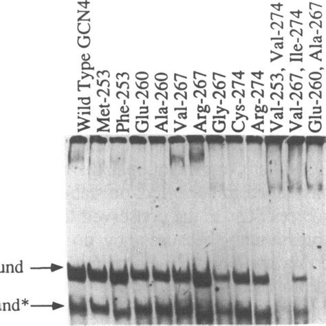 Dna Binding Activities Of Representative Derivatives Mutated At