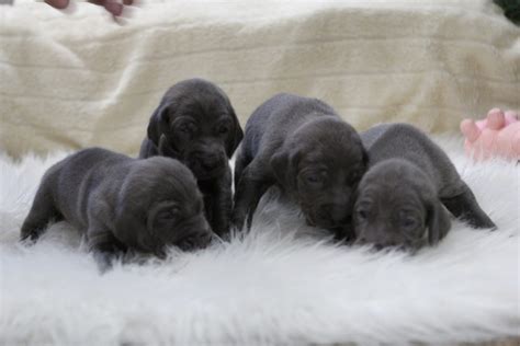 Wrigley And Tanks Blue Weimaraner Puppies White River Kennels