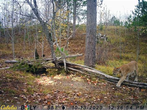 Dnrs Cougar Team Verifies 65 Sightings In First 13 Years