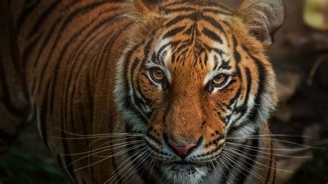 Closeup Photo Of Brown Tiger 4k Hd Animals Wallpapers Hd Wallpapers