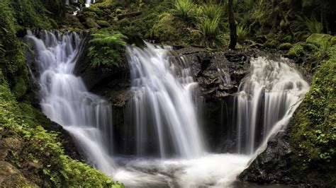 Forest Waterfall Hd Wallpaper Background Image