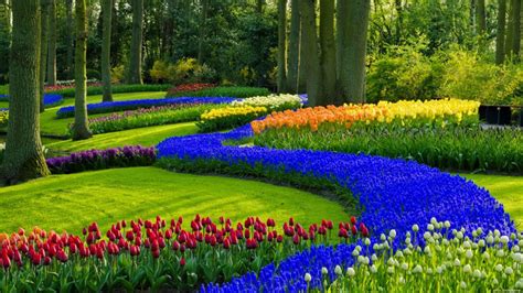 How many of us really know about spring flowers of our countries? Garden, Spring Garden Wallpaper, 900x506, #18016