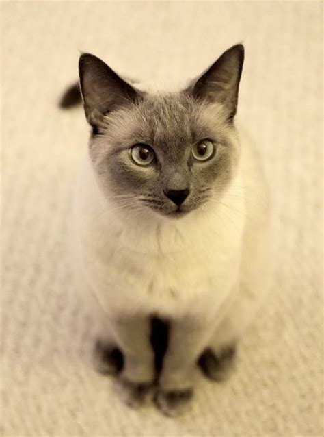 Siamese Cat ~this Kitty Looks Exactly Like Our Sasha Did As A Kitten