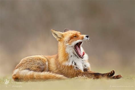 Lazy Fox Is Lazy By Roeselien Raimond On 500px с изображениями