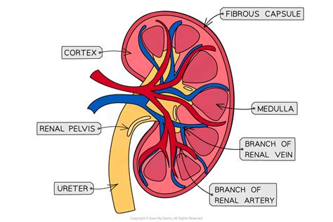 Cie A Level Biology复习笔记1413 Kidney Structure 翰林国际教育
