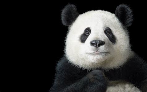 20 4k Ultra Hd Panda Wallpapers Background Images
