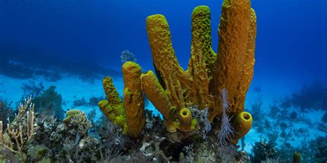 Largest Haul Of New Flesh Eating Deepsea Sponges Found In Australia