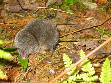 Northern Short Tailed Shrew Northwoods Stewardship Center