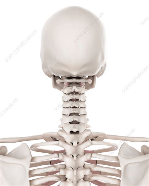 Human Cervical Spine Stock Image F0162847 Science Photo Library