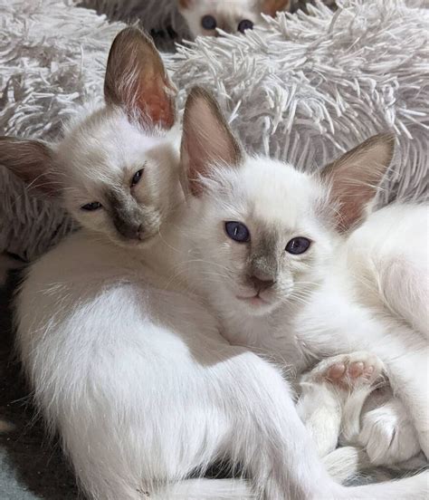Balinese Cat For Sale Balinese Kittens For Sale