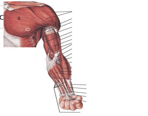 Muscles Of The Upper Limb Quiz