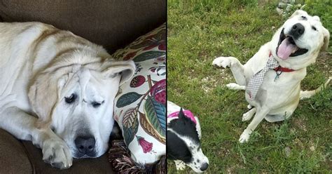Dog Born With Deformed Face Got Adopted Into A Loving Home Small Joys