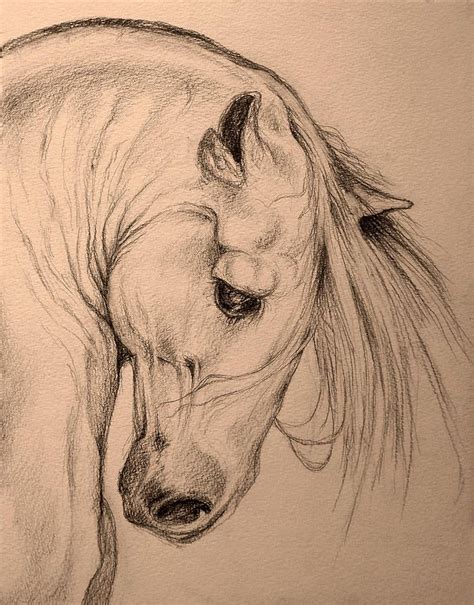 Sketch A Beautiful Being Horse Drawings Horse Art Horse Sketch