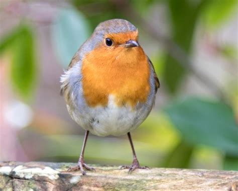 Robin Fact File British Garden Wild Bird Peckamix
