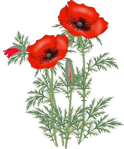 Poppy Flower Png Transparent Image Download Size 1316x1575px