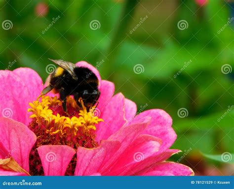 A Bumble Bee Sitting On A Colourful Flower Stock Image Image Of