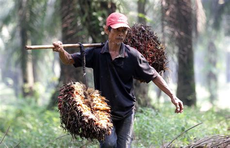 Sri Mulyani Pangkas Pungutan Ekspor Produk Kelapa Sawit