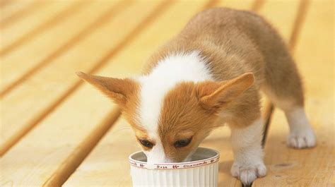 Because of this, you'll want to make sure that you provide them with the best food you can comfortably afford. Best Dog Food for Corgis - Reviews and Top Picks for 2020