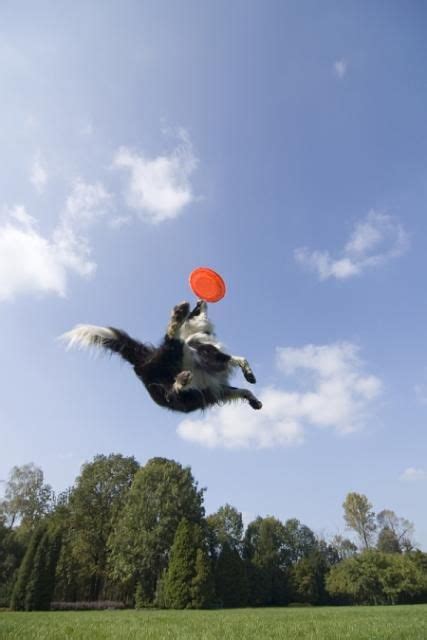 Dogs Catching Frisbees
