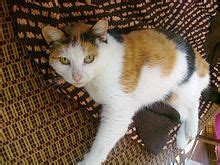 The gentle giant of domestic cats. Calico cat - Wikipedia