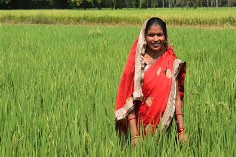 India Sri Farming Enhances Paddy Produce Of Women Farmers In Uttar Pradesh Asian Farmers