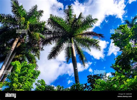 Cuban Royal Palm Tree Hi Res Stock Photography And Images Alamy