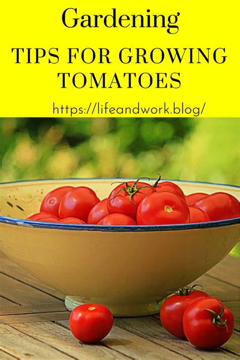 Tips For Growing Tomatoes