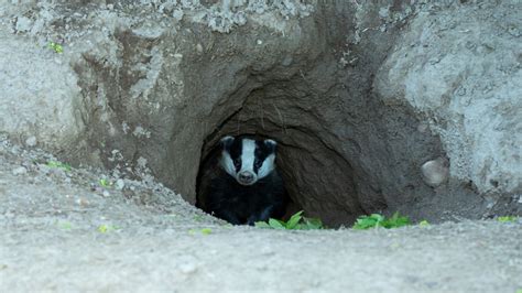 8 Best Ways To Get Rid Of Badgers In Your Garden
