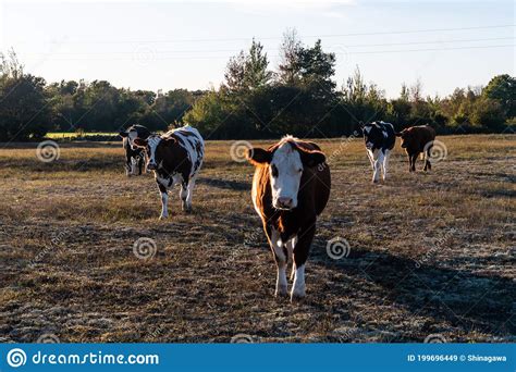 Cattle On The Go In A Dry Grassland Stock Image Image Of Farming