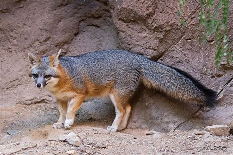 Gray Fox What A Fine Tail Karen Mccrorey Flickr